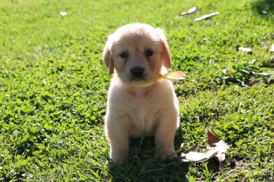 One of our puppies that were born in late December 2013